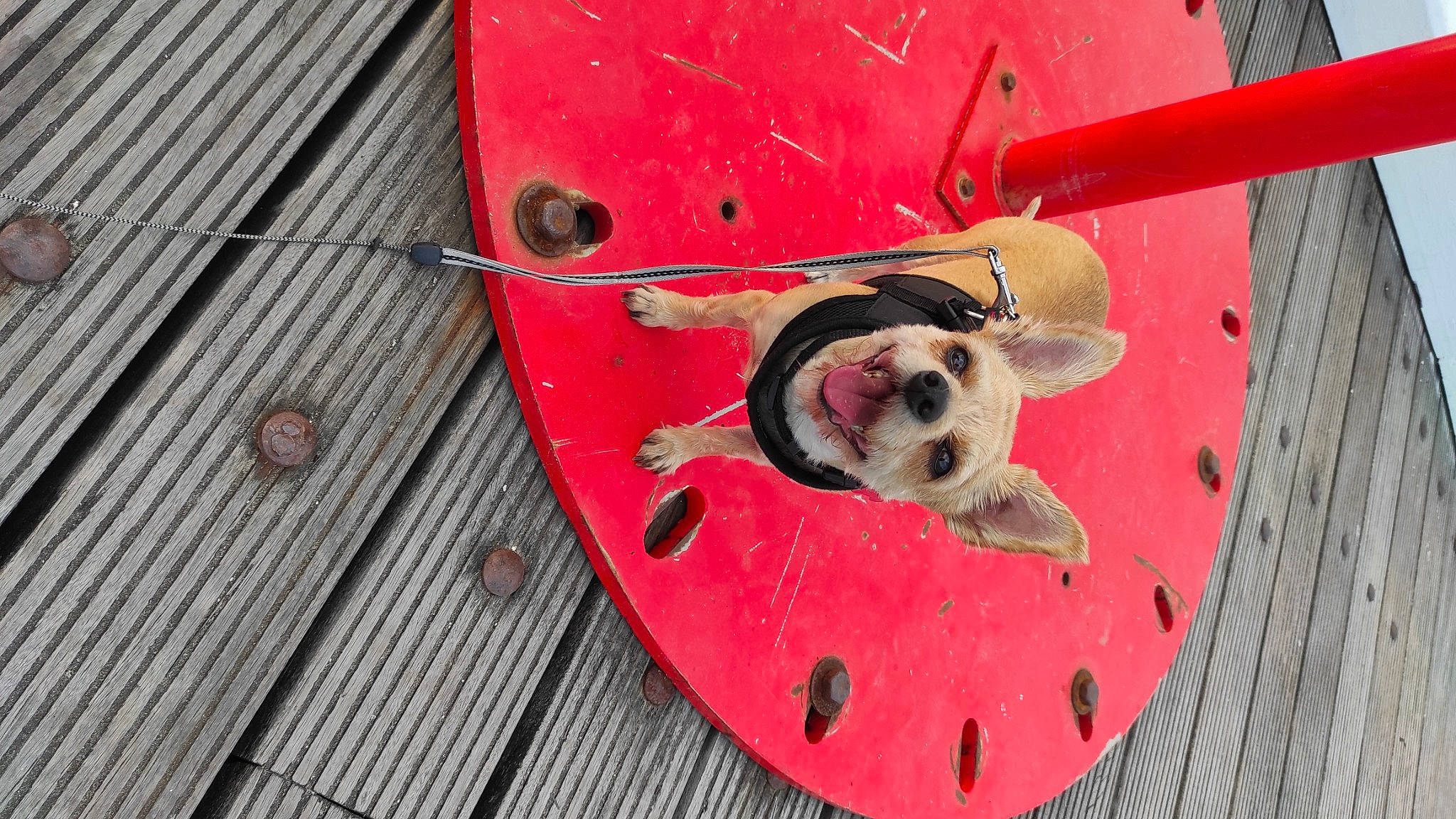 Calie a rejoint le concours — aidez-le/la à gagner de superbes lots ! auto_part, automotive_wheel_system, carmine, circle, collar, companion_dog, dog, dog_breed, dog_collar, gas, hardwood, metal, pattern, plank, rim, steel, vehicle_door, wood, wood_stain, working_animal