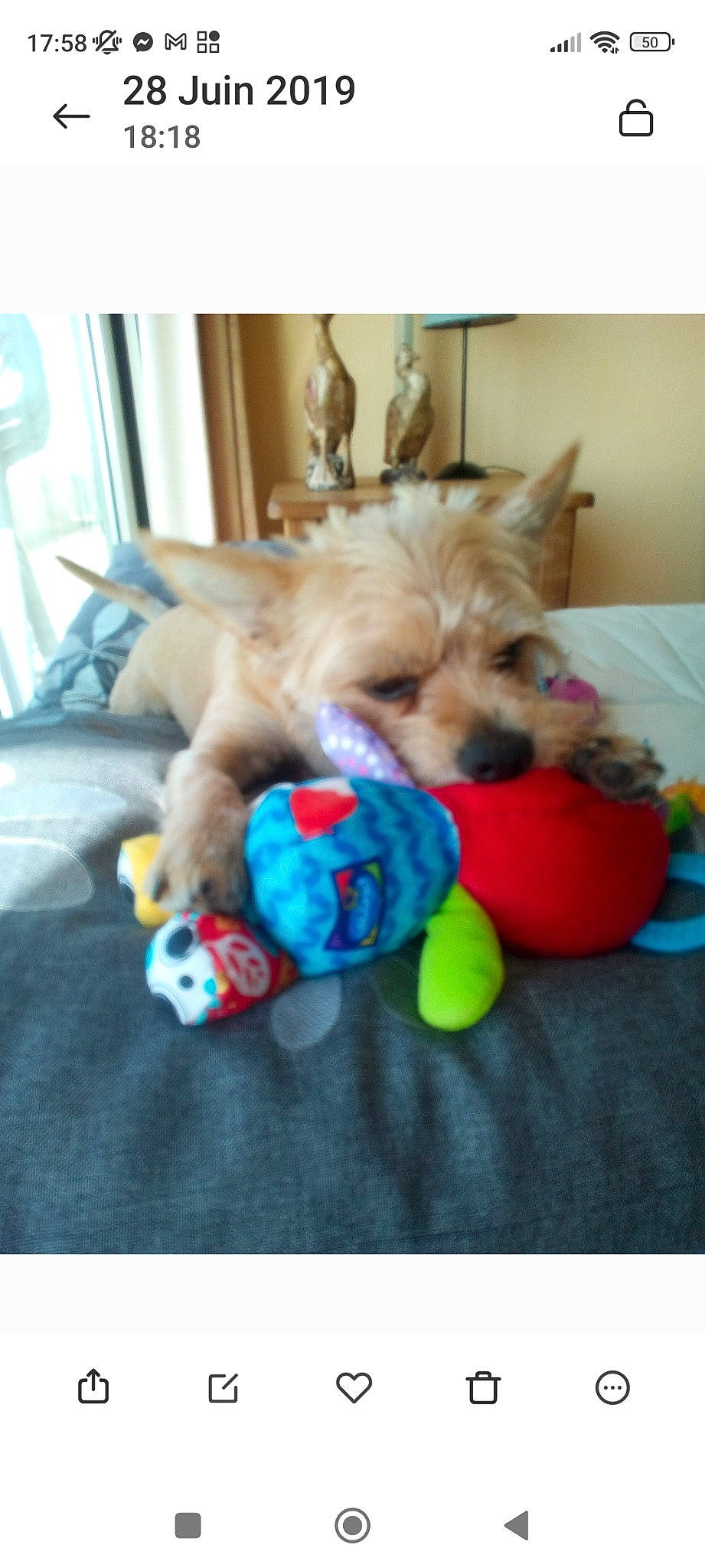 Calie participe au concours pour gagner de l'argent avec cette photo : canidae, carnivore, comfort, companion_dog, dog, dog_breed, dog_clothes, dog_supply, dog_toy, fawn, fur, pet_supply, picture_frame, play, plush, sporting_group, stuffed_toy, toy, toy_dog, working_animal