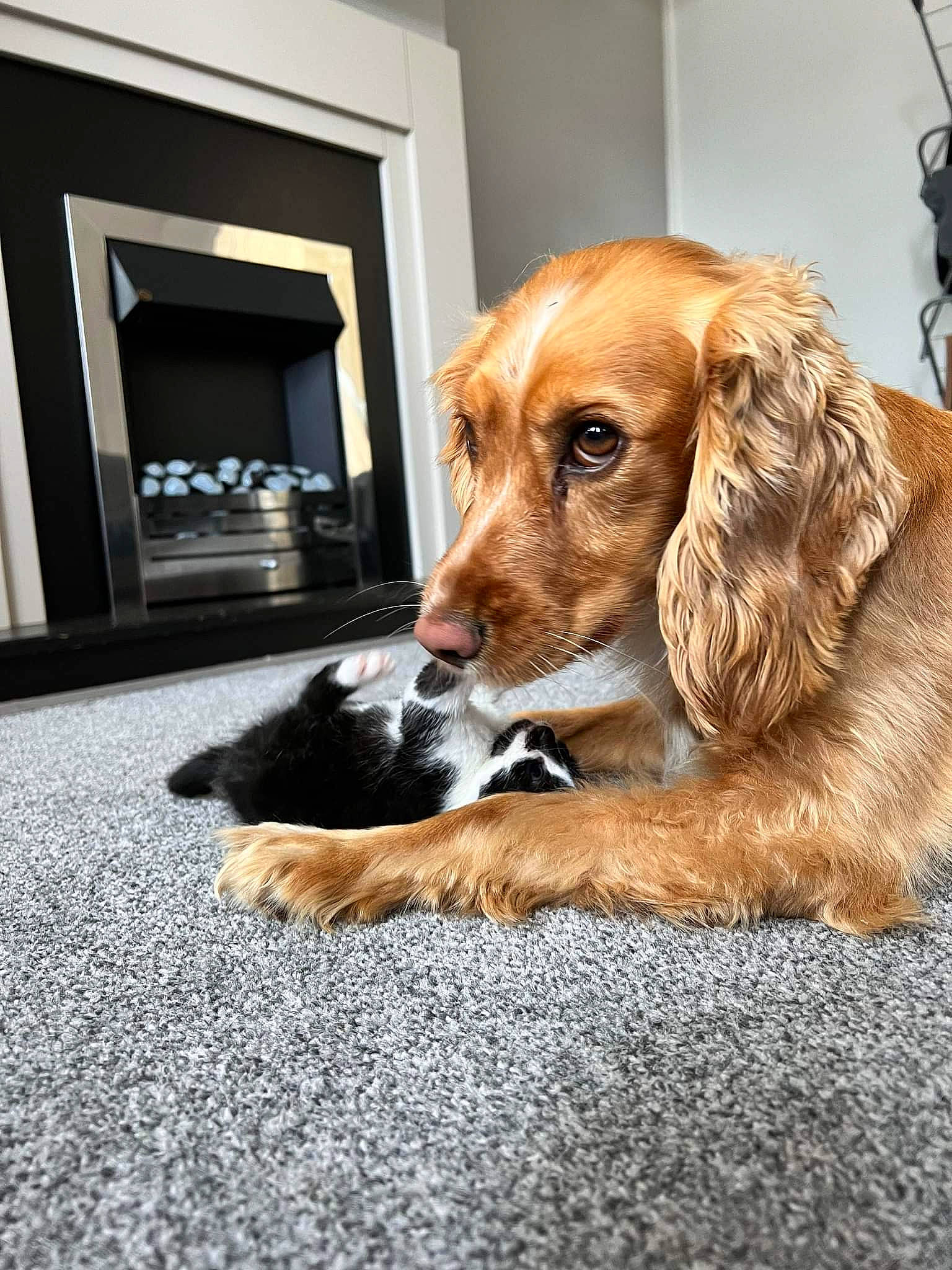 Bramble joined the competition — help win amazing prizes! canidae, carnivore, comfort, companion_dog, dog, dog_breed, dog_supply, door, fawn, flooring, fur, gun_dog, hound, liver, pet_supply, snout, spaniel, sporting_group, whiskers, working_animal