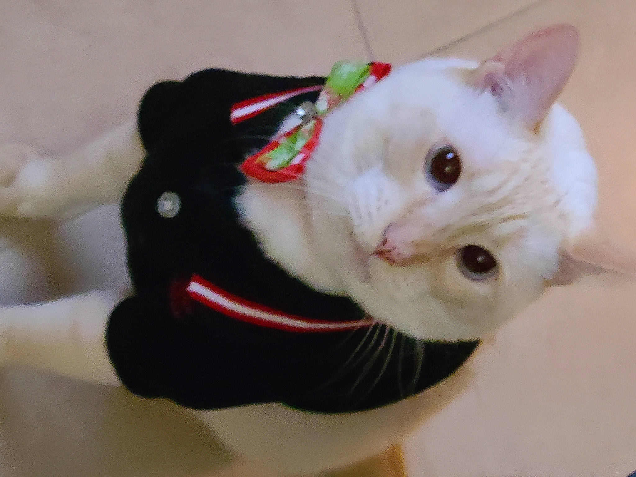 Knox joined the competition — help win amazing prizes! carmine, carnivore, cat, cat_toy, collar, domestic_short_haired_cat, fawn, felidae, fur, paw, small_to_medium_sized_cats, snout, tail, whiskers