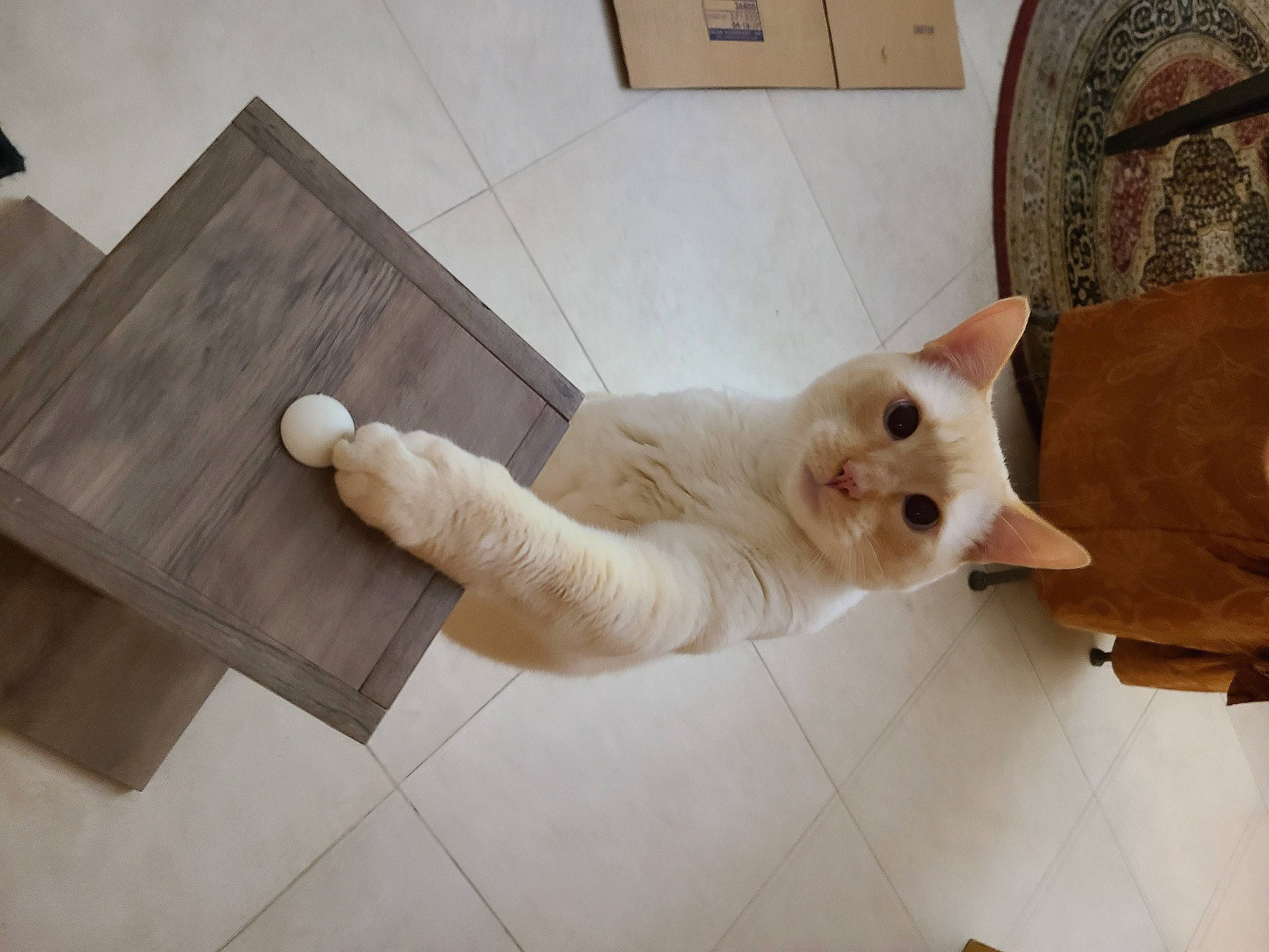 Knox joined the competition — help win amazing prizes! carnivore, cat, comfort, companion_dog, domestic_short_haired_cat, fawn, felidae, floor, flooring, foot, fur, hardwood, light_switch, paw, plywood, small_to_medium_sized_cats, snout, tail, whiskers, wood