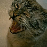 Bubu participe au concours pour gagner de l'argent avec cette photo : cat, close_up, yawning, teeth, whiskers, animal, pet, feline, mouth_open, fur, tabby, indoor, expression, face, snout, tongue, eyes, blurred_background, candid, animal_portrait