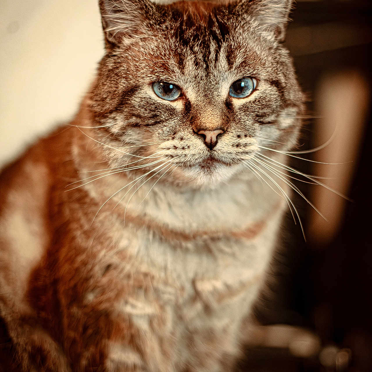 Bubu participe au concours pour gagner de l'argent avec cette photo : animal, blue_eyes, cat, close_up, cute, domestic_cat, eyes, face, feline, fur, indoor, mammal, pet, portrait, sitting, soft_focus, tabby, warm_lighting, whiskers