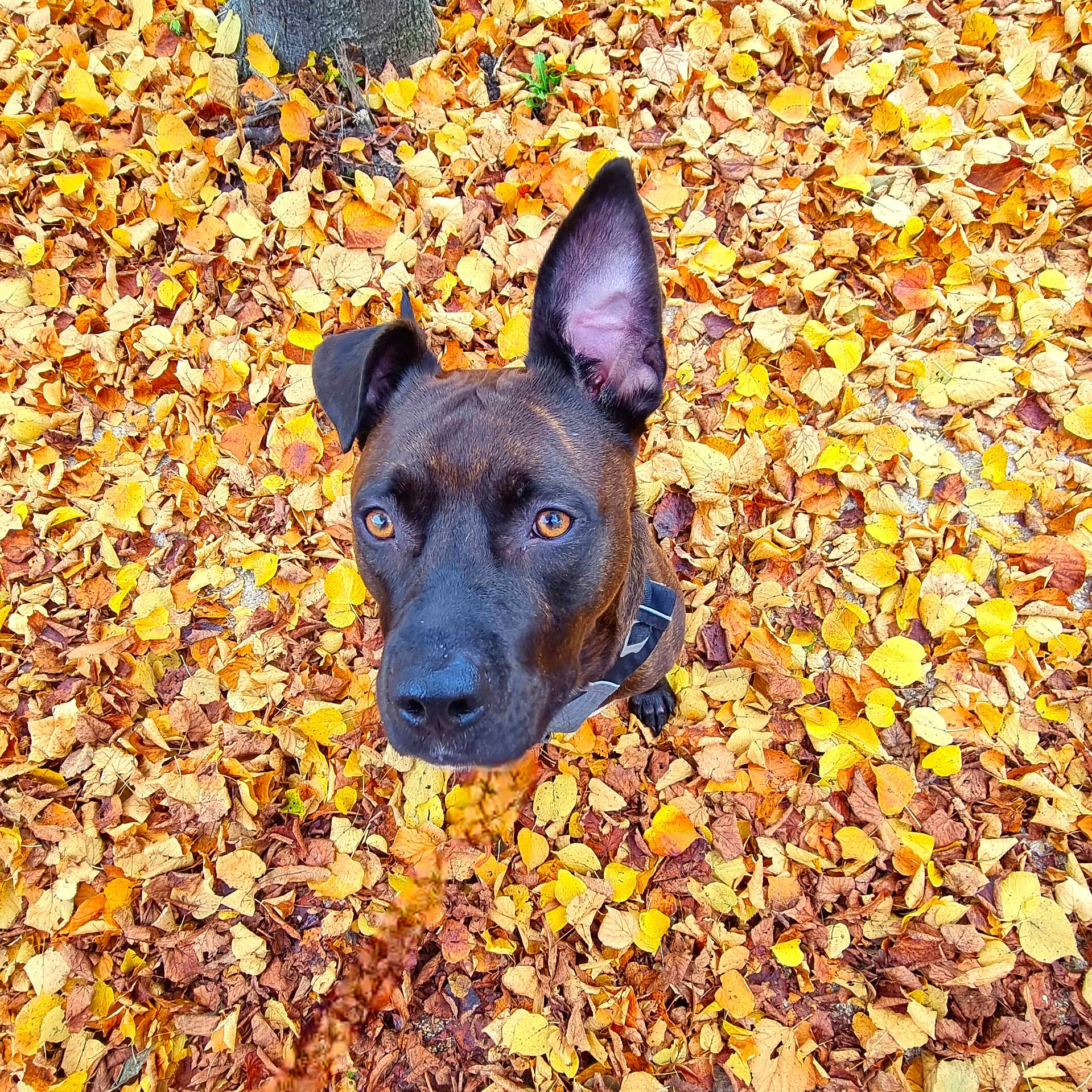 Paco participe au concours pour gagner de l'argent avec cette photo : animal, autumn, boxer, bulldog, canine, dog, face, head, hound, labradorretriever, leaf, outdoors, person, pet, photography, plant, portrait, puppy, tree, vegetation