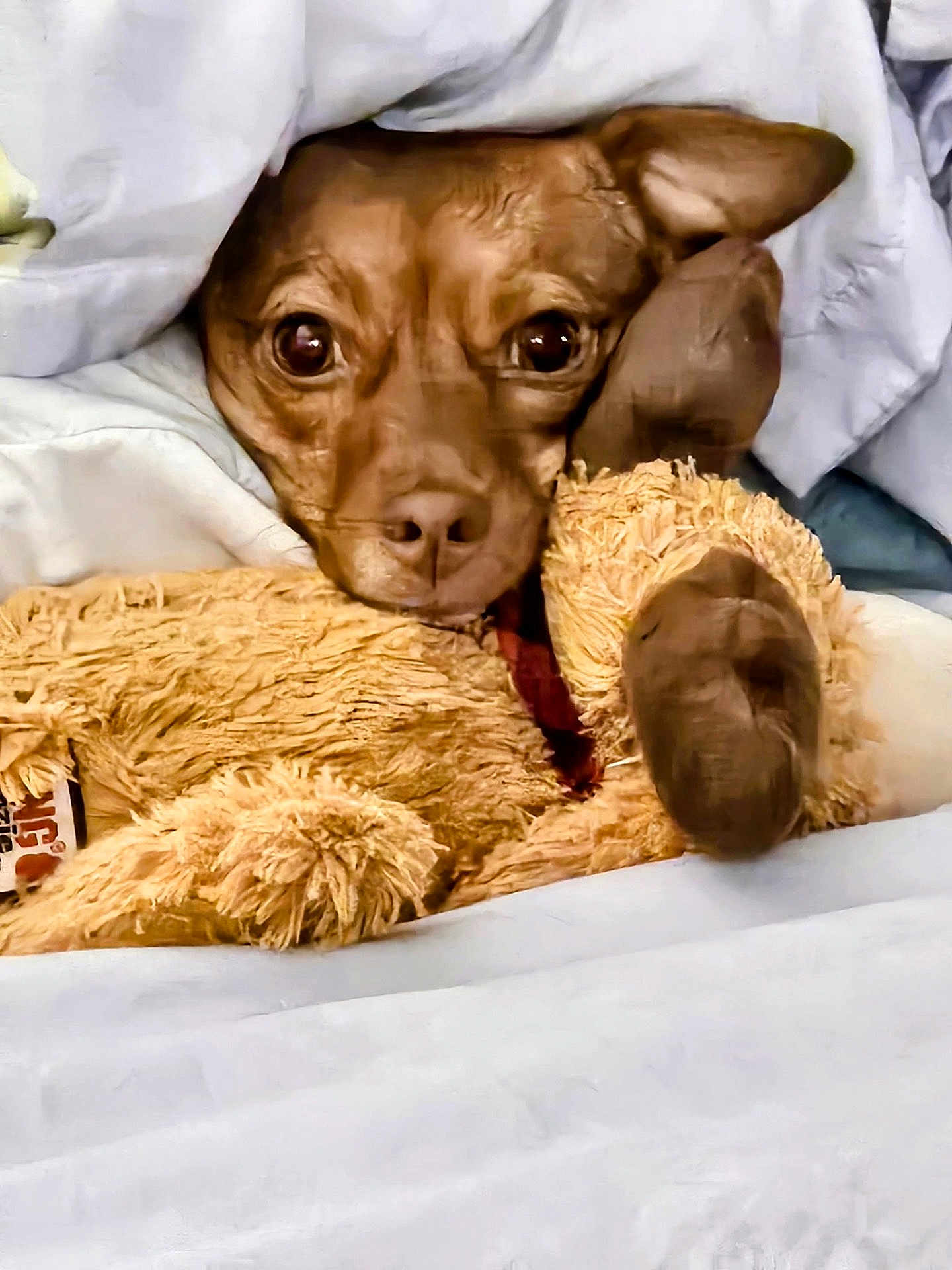 M.j is registered to the contest to win money with this photo: dog, blanket, stuffed_toy, brown_dog, snuggling, cozy, bedtime, comfort, fur, ears, toy, cute, pet, sleepy, resting, indoor, closeup, canine, companionship, warmth