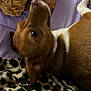 dog, brown, white, lying_down, plush_toy, purple_bedspread, leopard_print, blanket, pet, animal, fur, indoor, cozy, soft, blurred, head, ear, nose, resting, companion
