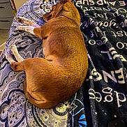 M.j is registered to the contest to win money with this photo: dog, sleeping, bed, blanket, remote_control, brown, fur, resting, indoors, cozy, pattern, fabric, paw, ear, snout, furniture, drawer, comfort, home, relaxation