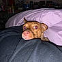 M.j joined the competition — help win amazing prizes! dog, pet, blanket, bed, indoor, brown_dog, flash_reflection, curious, cozy, sheet, closeup, animal, canine, fur, resting, cute, eyes, snout, portrait, comfort
