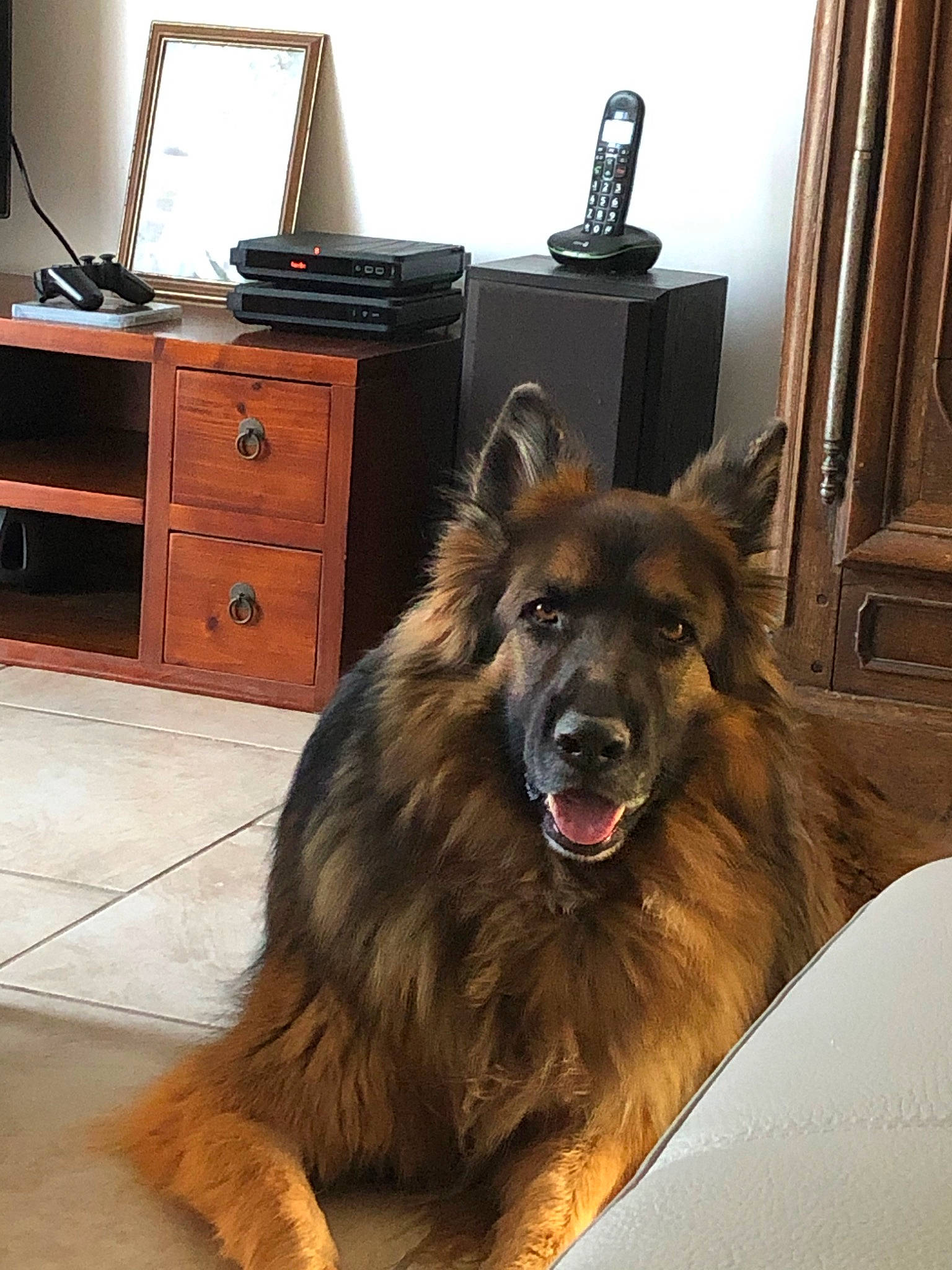Lasco participe au concours pour gagner de l'argent avec cette photo : belgian_shepherd, bohemian_shepherd, canidae, carnivore, dog, dog_breed, king_shepherd, mammal, old_german_shepherd_dog, sporting_group, tervuren, vertebrate