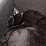 Todd Archibald is registered to the contest to win money with this photo: black_cat, sleeping, curled_up, cat_ear, paw, box, fabric, pet, animal, indoor, cozy, resting, feline, fur, close_up, quiet, soft_texture, home, relaxation, dark_colors
