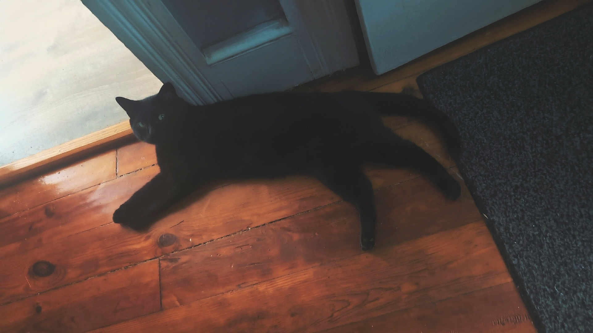 Todd Archibald is registered to the contest to win money with this photo: black_cat, cat, pet, animal, floor, wooden_floor, door, indoor, feline, laying_down, relaxed, quiet, shadow, curious, home, domestic, eyes, watching, still_life, cozy
