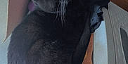 Todd Archibald is registered to the contest to win money with this photo: black_cat, cat, feline, pet, indoor, household_items, cardboard_box, colorful_rug, pink_object, curious, relaxed, fur, whiskers, eyes, cozy, domestic, animal, mammal, resting, closeup