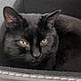 Todd Archibald joined the competition — help win amazing prizes! black_cat, cat, pet, animal, feline, green_eyes, box, cozy, indoor, resting, closeup, fur, whiskers, cute, domestic_cat, relaxed, soft_texture, home, comfort, portrait