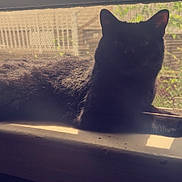 Todd Archibald is registered to the contest to win money with this photo: cat, black_cat, windowsill, sunlight, indoor, pet, animal, resting, mesh_screen, window, feline, relaxing, shadow, daylight, home, fur, quiet, nature_outside, peaceful, domestic
