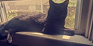 Todd Archibald is registered to the contest to win money with this photo: animal, black_cat, cat, daylight, domestic, feline, fur, home, indoor, mesh_screen, nature_outside, peaceful, pet, quiet, relaxing, resting, shadow, sunlight, window, windowsill