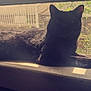 animal, black_cat, cat, daylight, domestic_animal, feline, fur, greenery, home, indoor, mesh_screen, nature_outside, pet, quiet, relaxed, resting, shadow, sunlight, window, windowsill