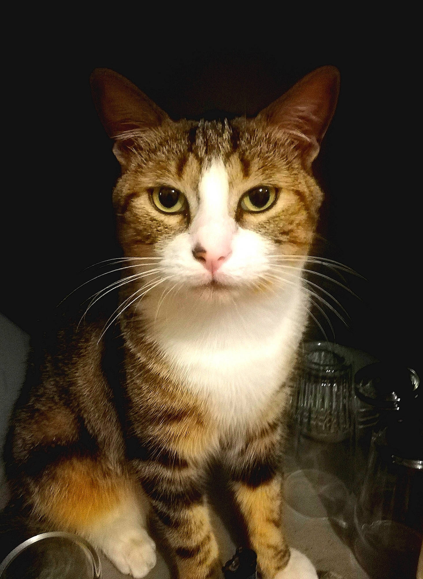 Chamalow participe au concours pour gagner de l'argent avec cette photo : carnivore, cat, claw, domestic_short_haired_cat, fawn, felidae, foot, fur, paw, sitting, small_to_medium_sized_cats, snout, tail, terrestrial_animal, whiskers, wildlife