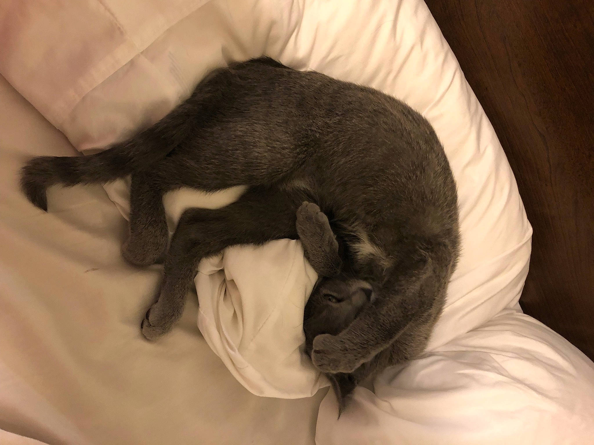 Haven joined the competition — help win amazing prizes! black_cat, carnivore, claw, comfort, companion_dog, dog_breed, ear, felidae, fur, grey, linens, nap, paw, small_to_medium_sized_cats, snout, tail, terrestrial_animal, toy_dog, whiskers, working_animal