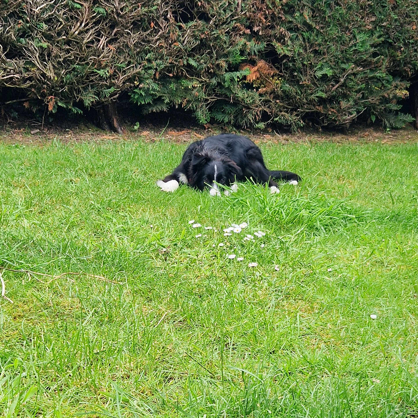 Urka a rejoint le concours — aidez-le/la à gagner de superbes lots ! animal, appenzeller, canine, countryside, dog, field, grass, grassland, hound, labradorretriever, lawn, meadow, nature, outdoors, pet, plant, pointer, puppy, rural, tree