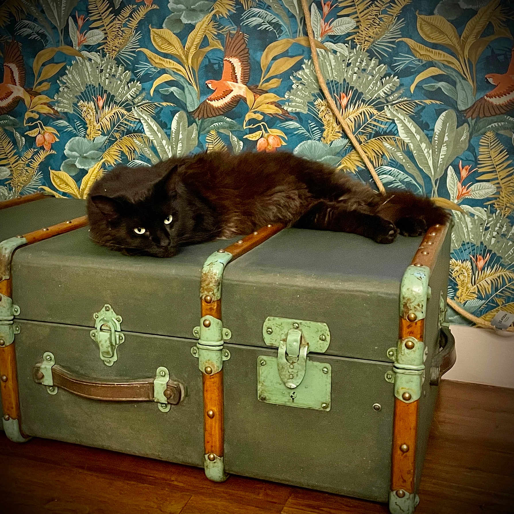 Oscar participe au concours pour gagner de l'argent avec cette photo : animal, baggage, blackcat, box, canine, cat, couch, dog, fun, furniture, hardwood, indoors, kitten, manx, pattern, pet, stainedwood, suitcase, treasure, wood