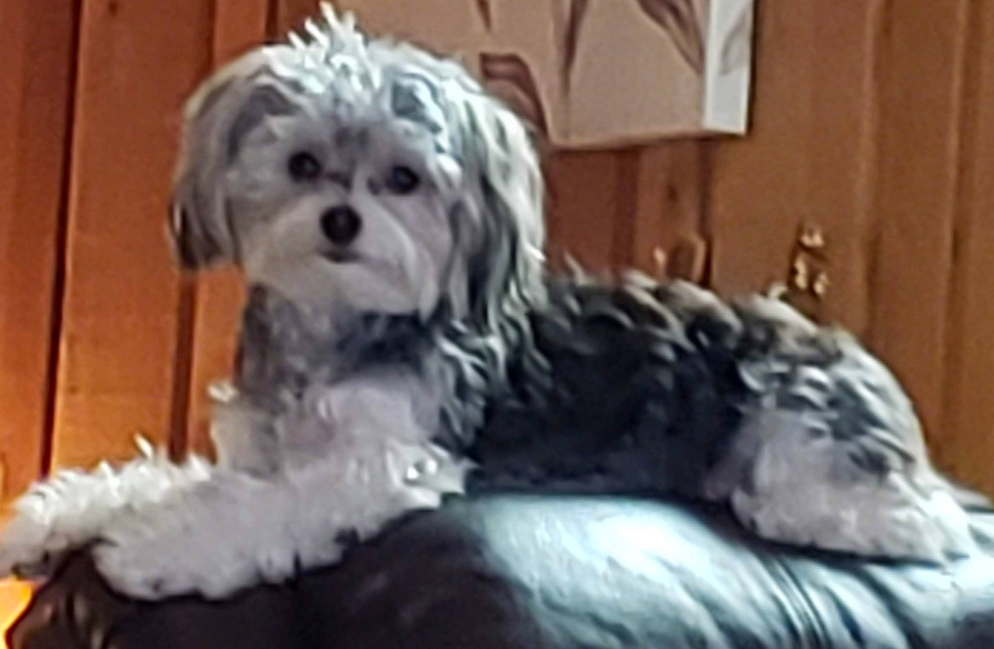 Bambam joined the competition — help win amazing prizes! canidae, carnivore, companion_dog, dog, dog_breed, dog_supply, fur, liver, mal_shi, poodle_crossbreed, shih_poo, small_terrier, snout, sporting_group, terrestrial_animal, terrier, toy_dog, water_dog, wood, working_animal