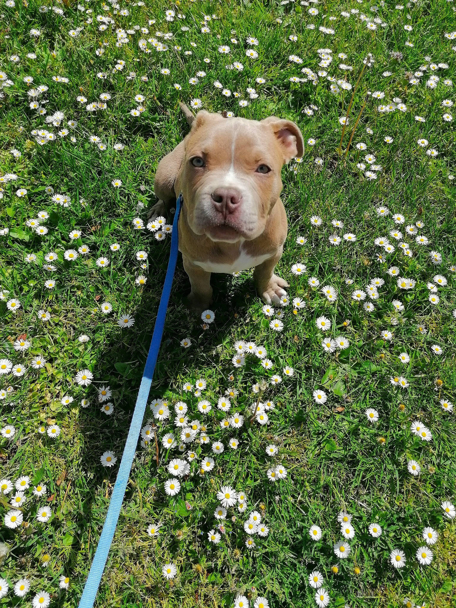 Hadés participe au concours pour gagner de l'argent avec cette photo : carnivore, companion_dog, dog, dog_breed, fawn, flower, flowering_plant, grass, grassland, green, groundcover, lawn, people_in_nature, petal, plant, shrub, sporting_group, spring, white, working_animal