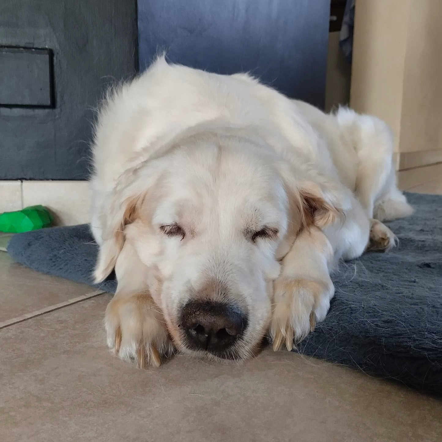 Nueva a rejoint le concours — aidez-le/la à gagner de superbes lots ! dog, sleeping, puppy, cream_colored, fluffy, fur, nose, paws, ears, rug, indoor, home, floor, tile, doorway, toy, resting, relaxed, close_up, portrait