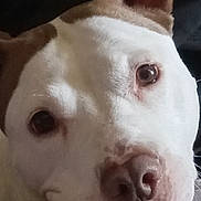 Khloe joined the competition — help win amazing prizes! animal, brown_and_white, canine, close_up, cute, dog, domestic, ears, expression, eyes, face, fur, head, indoor, looking_at_camera, lying_down, nose, pet, portrait, resting