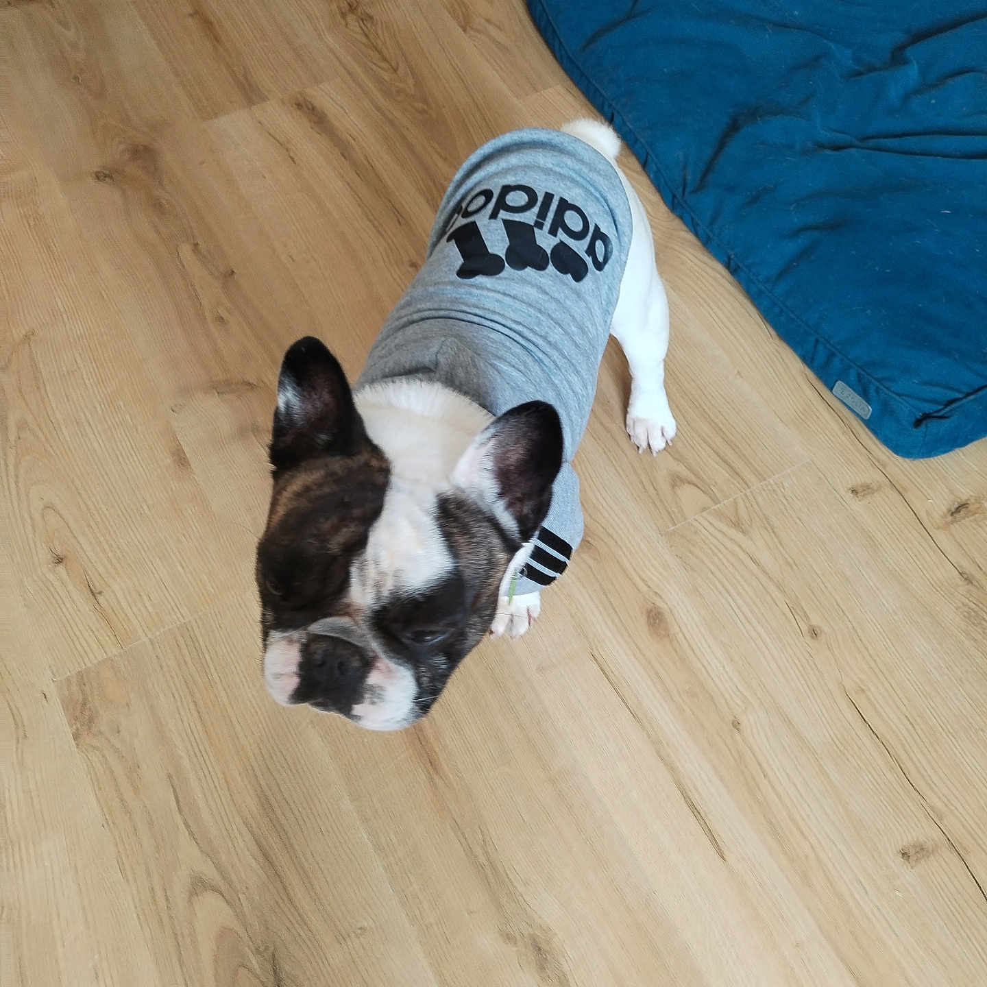 Nougat a rejoint le concours — aidez-le/la à gagner de superbes lots ! adidas, blue_bed, canine, companion, curious, dog, dog_bed, domestic_animal, ears_up, flooring, french_bulldog, grey_shirt, household, indoor, pet_clothing, short_hair, small_dog, standing, white_and_brown, wooden_floor