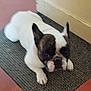 dog, french_bulldog, pet, animal, lying_down, carpet, indoor, floor, ears, black_and_white, curious, small_dog, canine, paw, face, muzzle, domestic_animal, companion, resting, looking_up