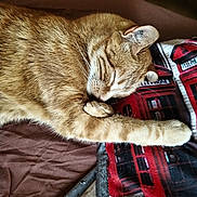 Caramel participe au concours pour gagner de l'argent avec cette photo : cat, sleeping, ginger_cat, fur, paw, closed_eyes, resting, indoor, pillow, textile, brown, red, telephone_booth, cozy, cute, pet, animal, relaxation, comfort, whiskers