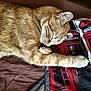 cat, sleeping, ginger_cat, fur, paw, closed_eyes, resting, indoor, pillow, textile, brown, red, telephone_booth, cozy, cute, pet, animal, relaxation, comfort, whiskers