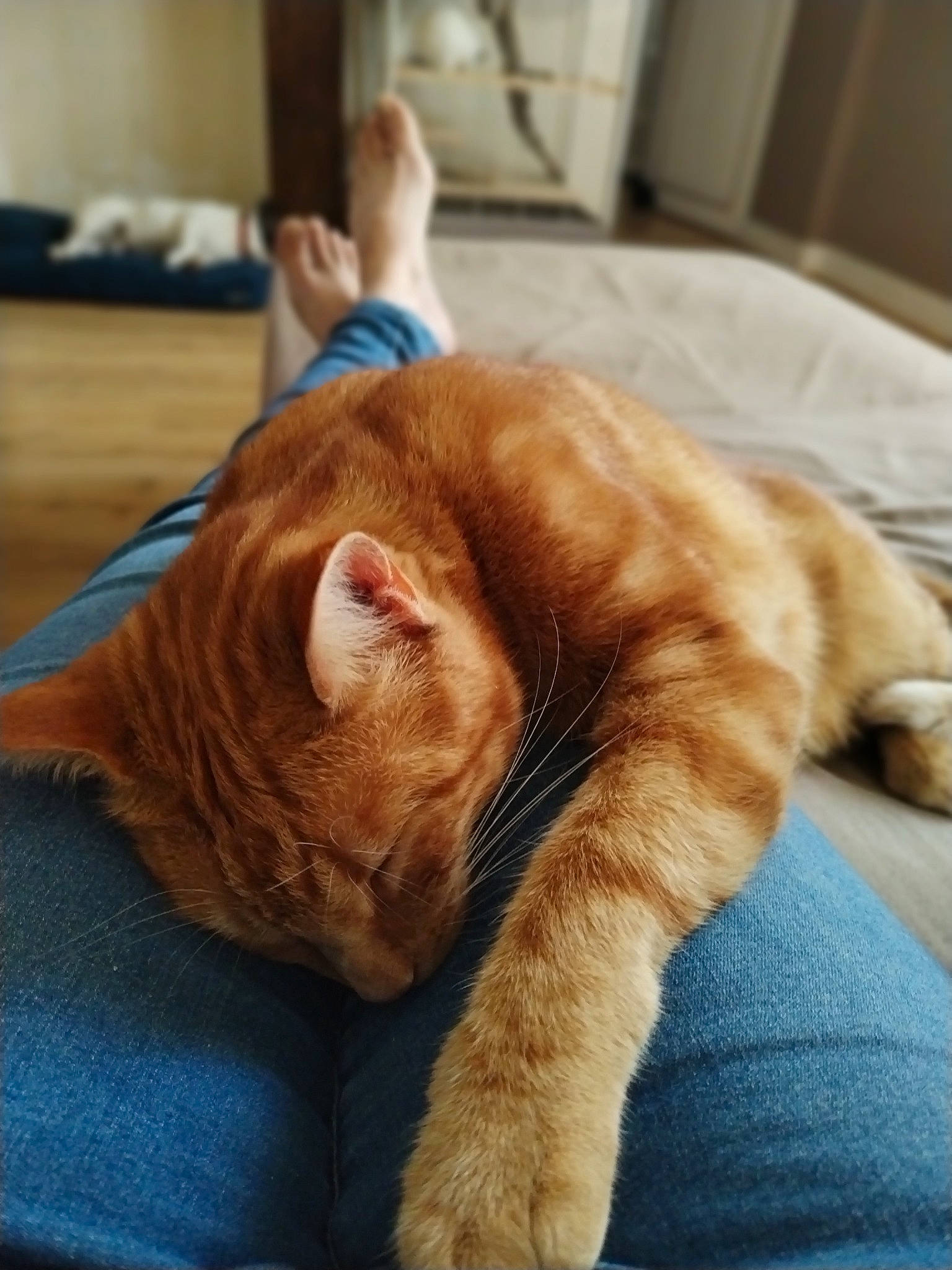 Caramel a rejoint le concours — aidez-le/la à gagner de superbes lots ! carnivore, cat, claw, comfort, domestic_short_haired_cat, eye, fawn, felidae, flooring, fur, human_leg, nap, paw, sitting, sleep, small_to_medium_sized_cats, snout, tail, whiskers, wood