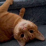 Pumpkin joined the competition — help win amazing prizes! cat, orange_tabby, upside_down, whiskers, carpet, indoor, pet, feline, cute, playful, curious, fur, animal, closeup, relaxing, texture, face, ears, lying_down, home