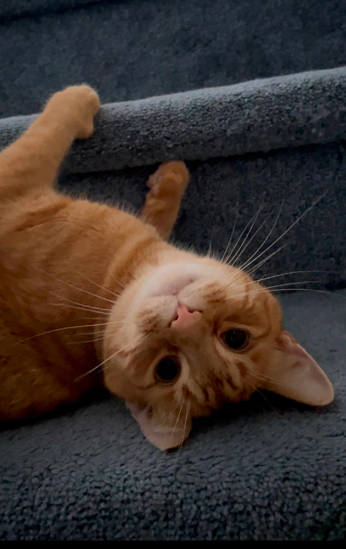 Pumpkin joined the competition — help win amazing prizes! cat, orange_tabby, upside_down, whiskers, carpet, indoor, pet, feline, cute, playful, curious, fur, animal, closeup, relaxing, texture, face, ears, lying_down, home