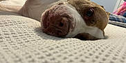 Roxy joined the competition — help win amazing prizes! dog, pet, lying_down, close_up, bedroom, blanket, white, brown, nose, fur, resting, relaxed, indoor, texture, snout, animal, sleepy, home, soft_light, cozy