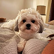 Jax is registered to the contest to win money with this photo: animal, bedroom, comfort, cozy, curious, cute, dog, ears, face, fur, home, indoor, lamp, laying_down, pet, quilt, relaxed, resting, small_dog, white_fur