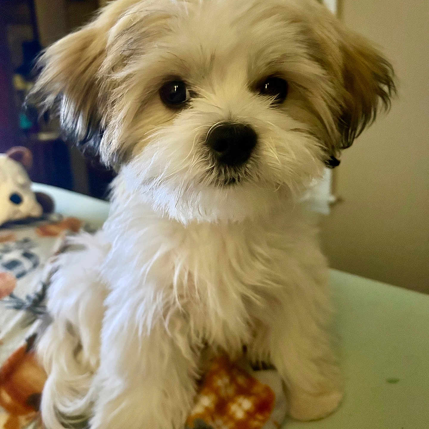 Jax