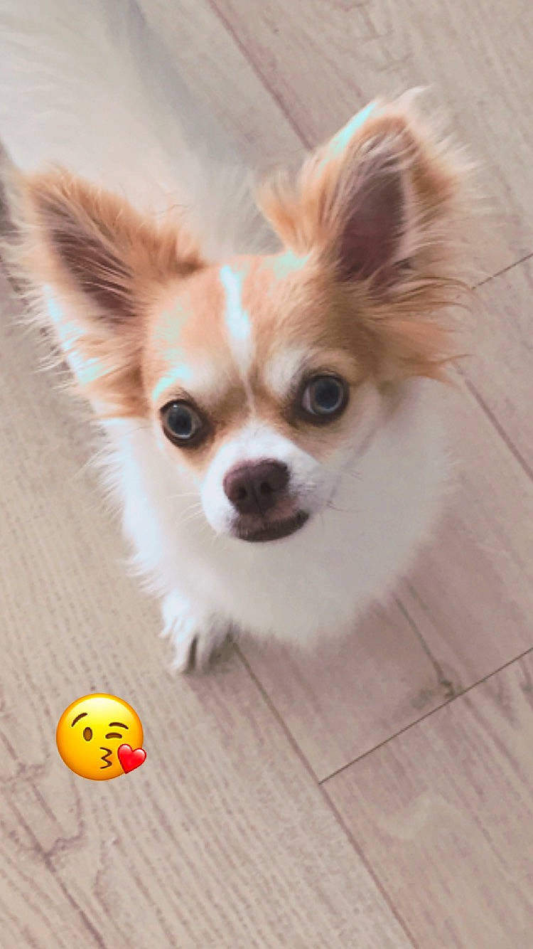 Pooki participe au concours pour gagner de l'argent avec cette photo : ball, canidae, carnivore, chihuahua, companion_dog, dog, dog_breed, dog_toy, fawn, fur, mammal, non_sporting_group, papillon, puppy, snout, sporting_group, toy_dog, vertebrate, whiskers