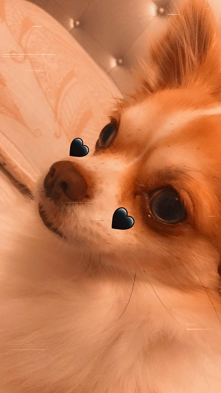 Pooki a rejoint le concours — aidez-le/la à gagner de superbes lots ! canidae, carnivore, companion_dog, corgi_chihuahua, dog, dog_breed, eyelash, fawn, fur, non_sporting_group, nose, snout, sporting_group, terrestrial_animal, toy, toy_dog, volpino_italiano, whiskers, wood, working_animal