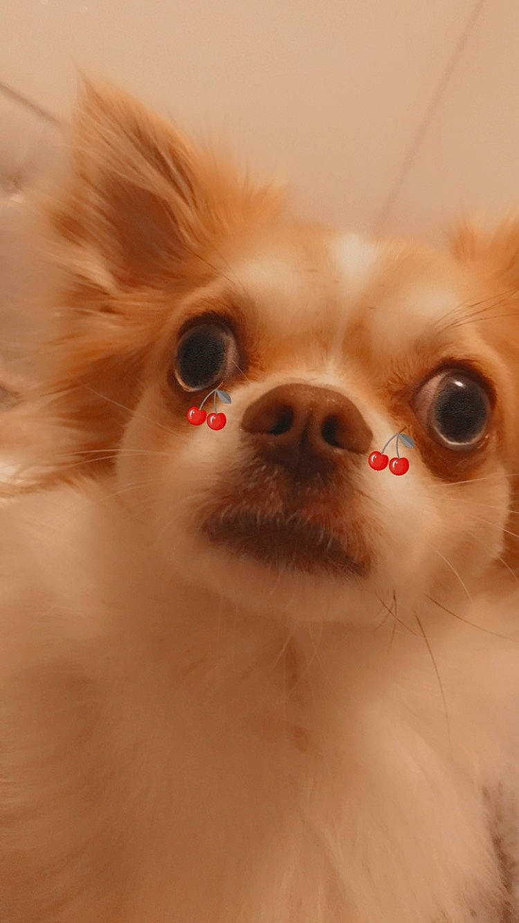 Pooki a rejoint le concours — aidez-le/la à gagner de superbes lots ! carnivore, close_up, companion_dog, corgi_chihuahua, dog, dog_breed, ear, eyelash, fawn, fur, iris, nose, snout, toy_dog, volpino_italiano, whiskers, working_animal