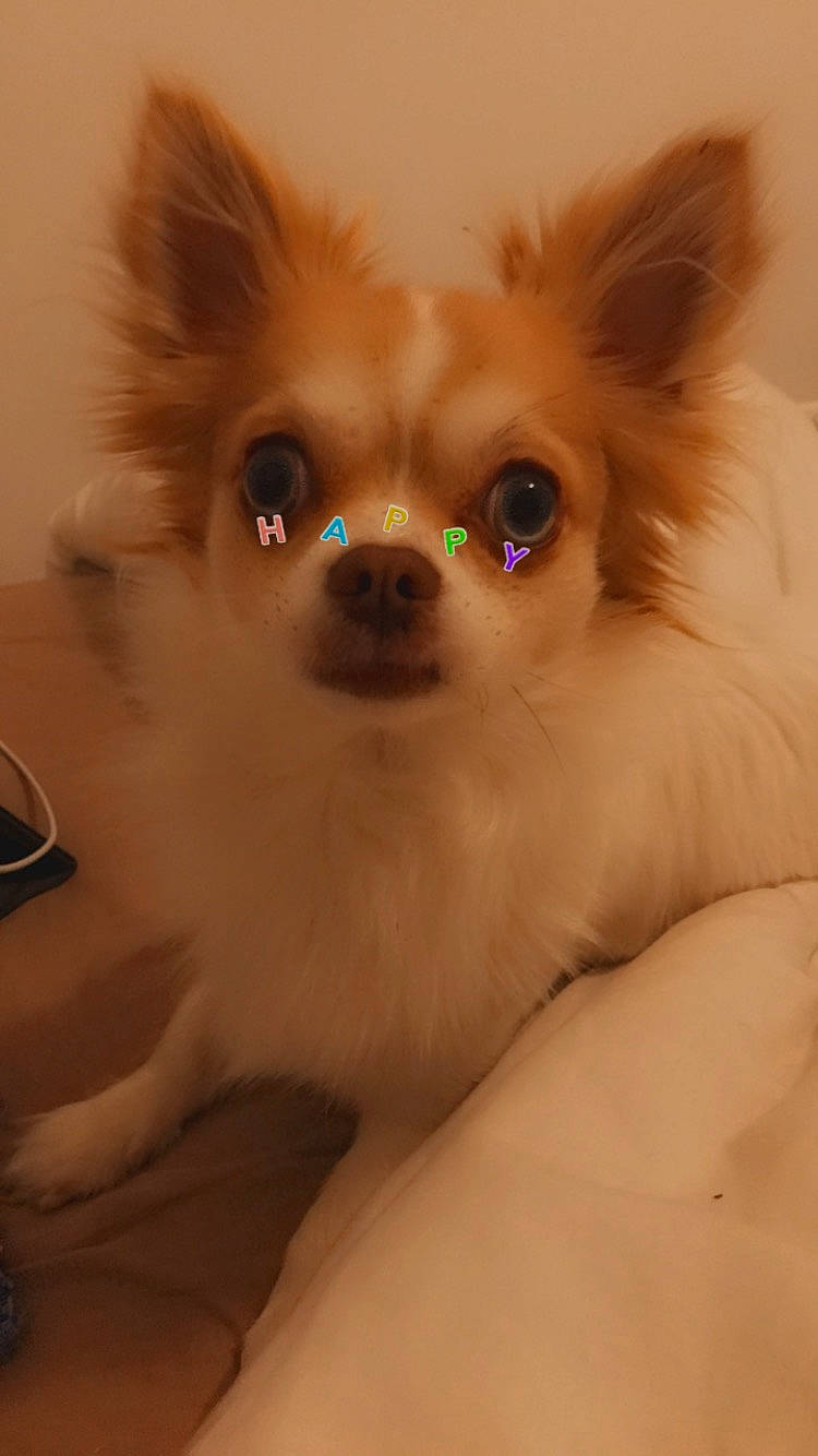 Pooki participe au concours pour gagner de l'argent avec cette photo : canidae, carnivore, companion_dog, dog, dog_breed, dog_supply, ear, eye, fawn, fur, german_spitz_klein, hair, head, liver, snout, sporting_group, terrestrial_animal, toy_dog, whiskers, working_animal