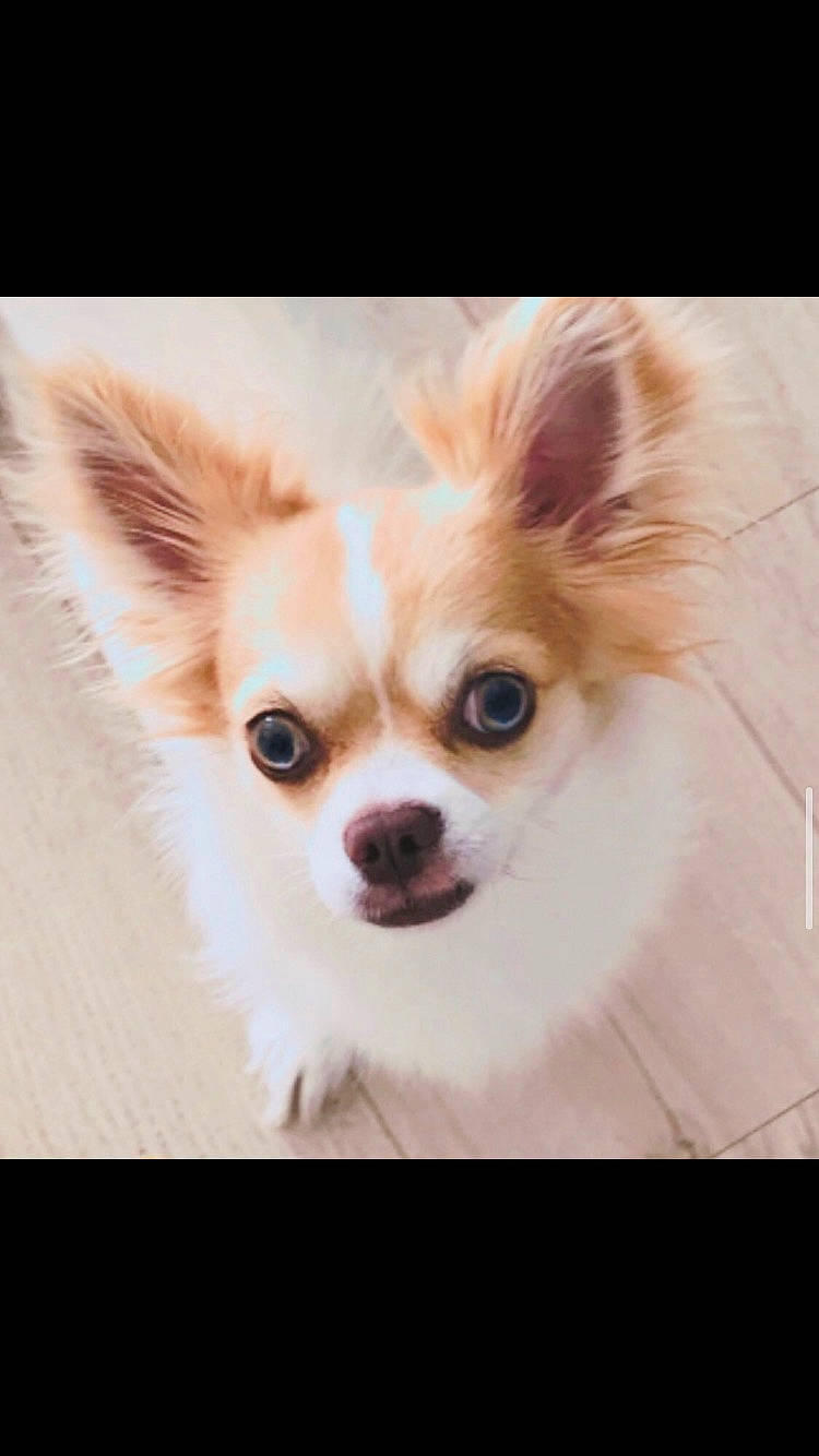 Pooki a rejoint le concours — aidez-le/la à gagner de superbes lots ! canidae, carnivore, chihuahua, close_up, companion_dog, corgi_chihuahua, dog, dog_breed, dog_supply, ear, eyelash, fawn, fur, human_body, snout, sporting_group, terrestrial_animal, toy_dog, volpino_italiano, whiskers