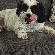 Bruno is registered to the contest to win money with this photo: dog, black_and_white, tongue_out, couch, indoor, pet, fur, cute, playful, relaxing, animal, mammal, companion, home, tongue, face, paw, resting, furniture, cozy
