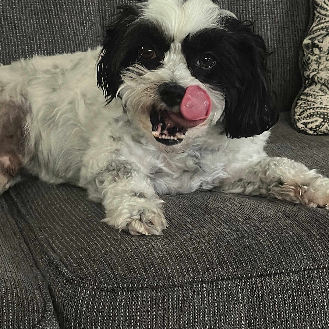 Bruno is registered to the contest to win money with this photo: animal, black_and_white, companion, couch, cozy, cute, dog, face, fur, furniture, home, indoor, mammal, paw, pet, playful, relaxing, resting, tongue, tongue_out