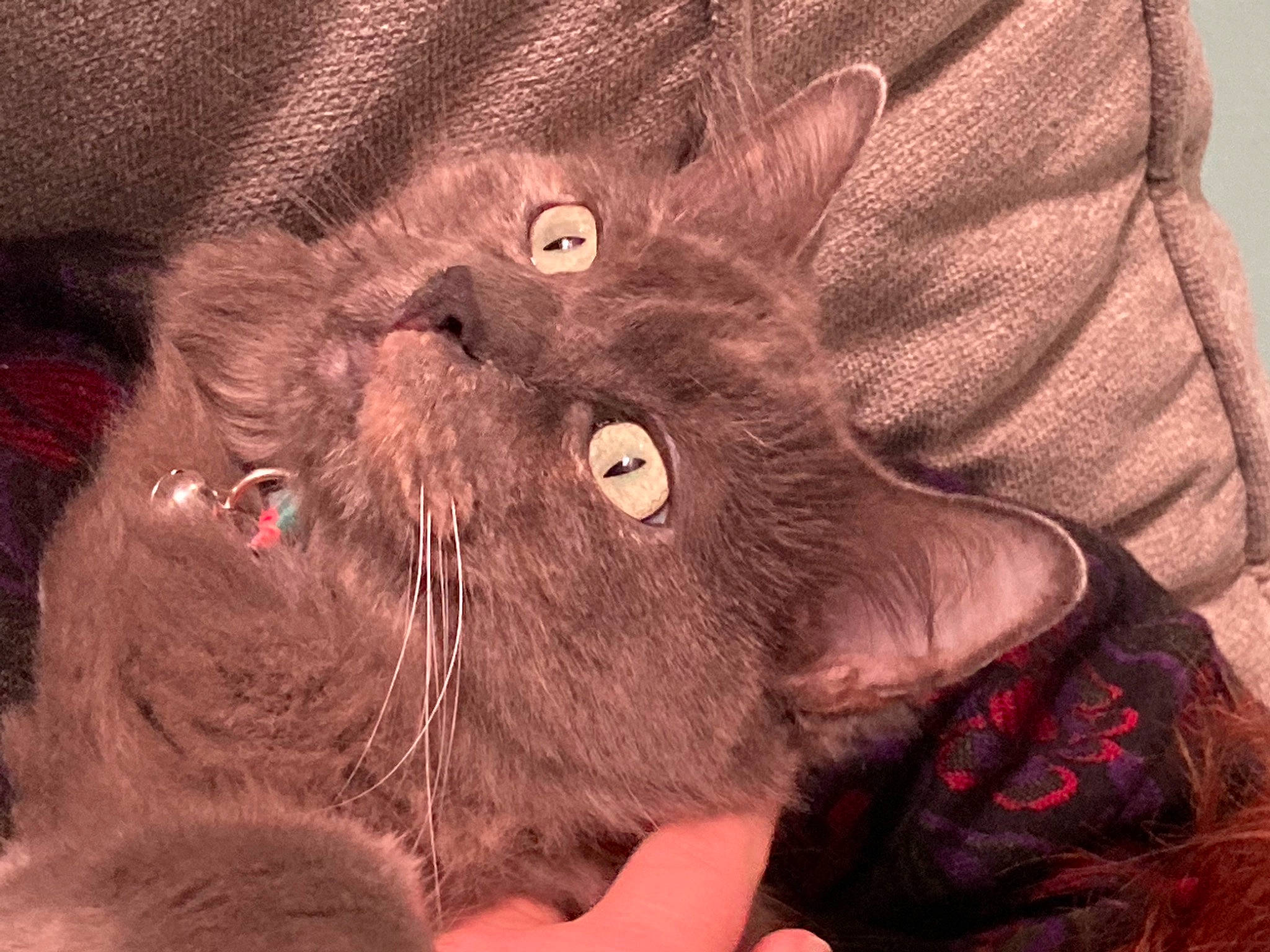 Shadow joined the competition — help win amazing prizes! art, black_cat, carnivore, cat, claw, comfort, domestic_short_haired_cat, felidae, fur, gesture, liver, magenta, painting, paw, plant, small_to_medium_sized_cats, snout, terrestrial_animal, whiskers, working_animal