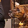 animal, brindle, brown, cables, closeup, collar, curious, dog, domestic, electronic_device, face, furniture, glass_table, household, indoor, looking, orange_slice, pet, side_view, table