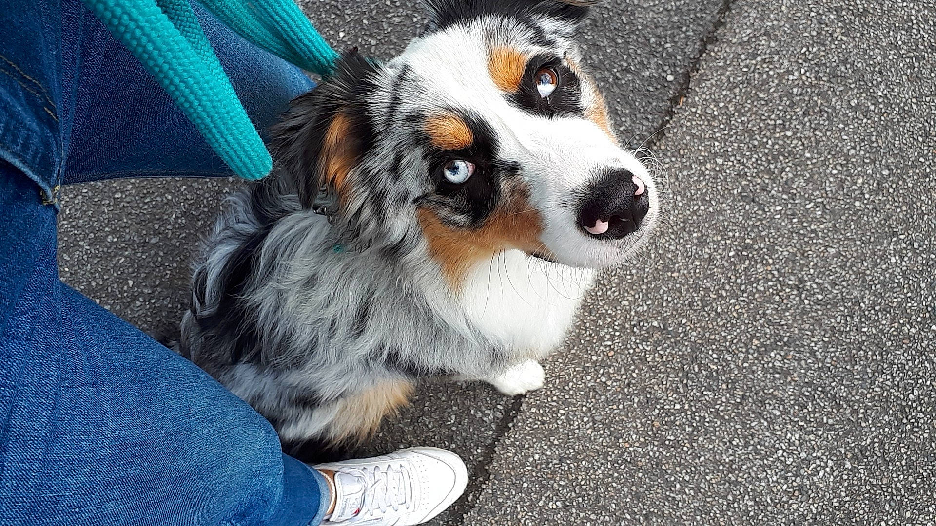 Cersey participe au concours pour gagner de l'argent avec cette photo : asphalt, blue, carnivore, cavalier_king_charles_spaniel, companion_dog, denim, dog, dog_breed, electric_blue, foot, fur, grass, herding_dog, road_surface, terrestrial_animal, toy_dog, whiskers, working_animal, working_dog