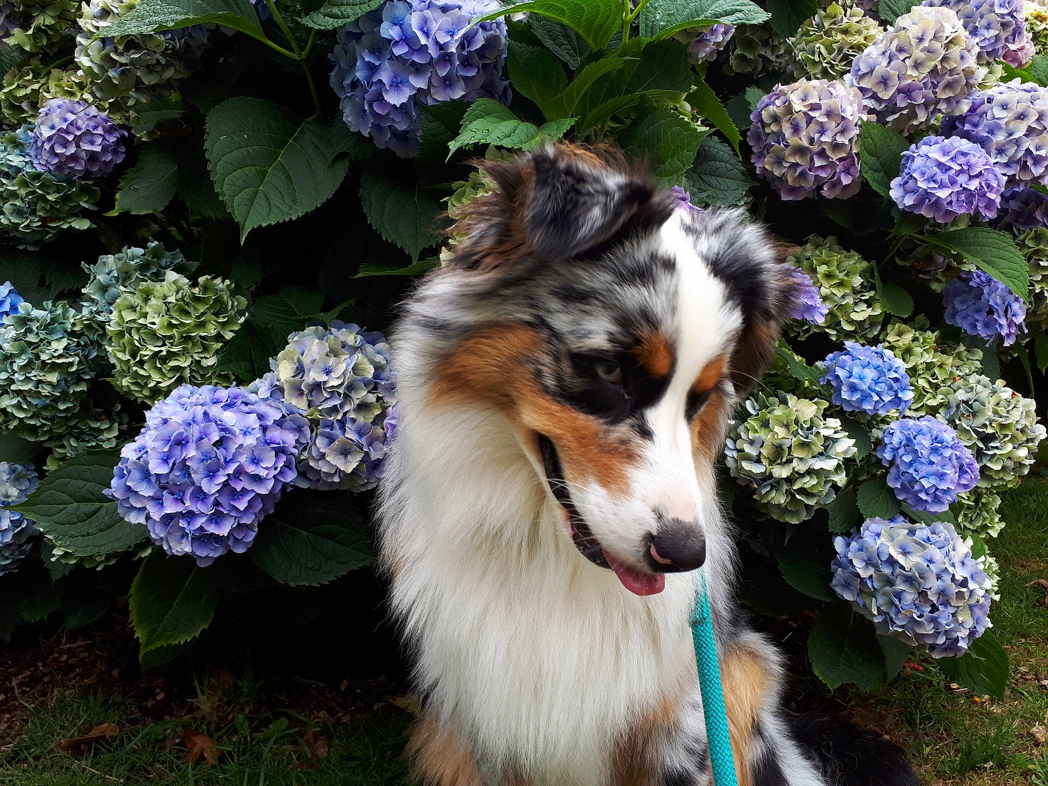 Cersey participe au concours pour gagner de l'argent avec cette photo : annual_plant, carnivore, collie, companion_dog, dog, dog_breed, flower, flowering_plant, flowerpot, grass, groundcover, herding_dog, houseplant, miniature_australian_shepherd, plant, rough_collie, scotch_collie, shrub, spring, whiskers