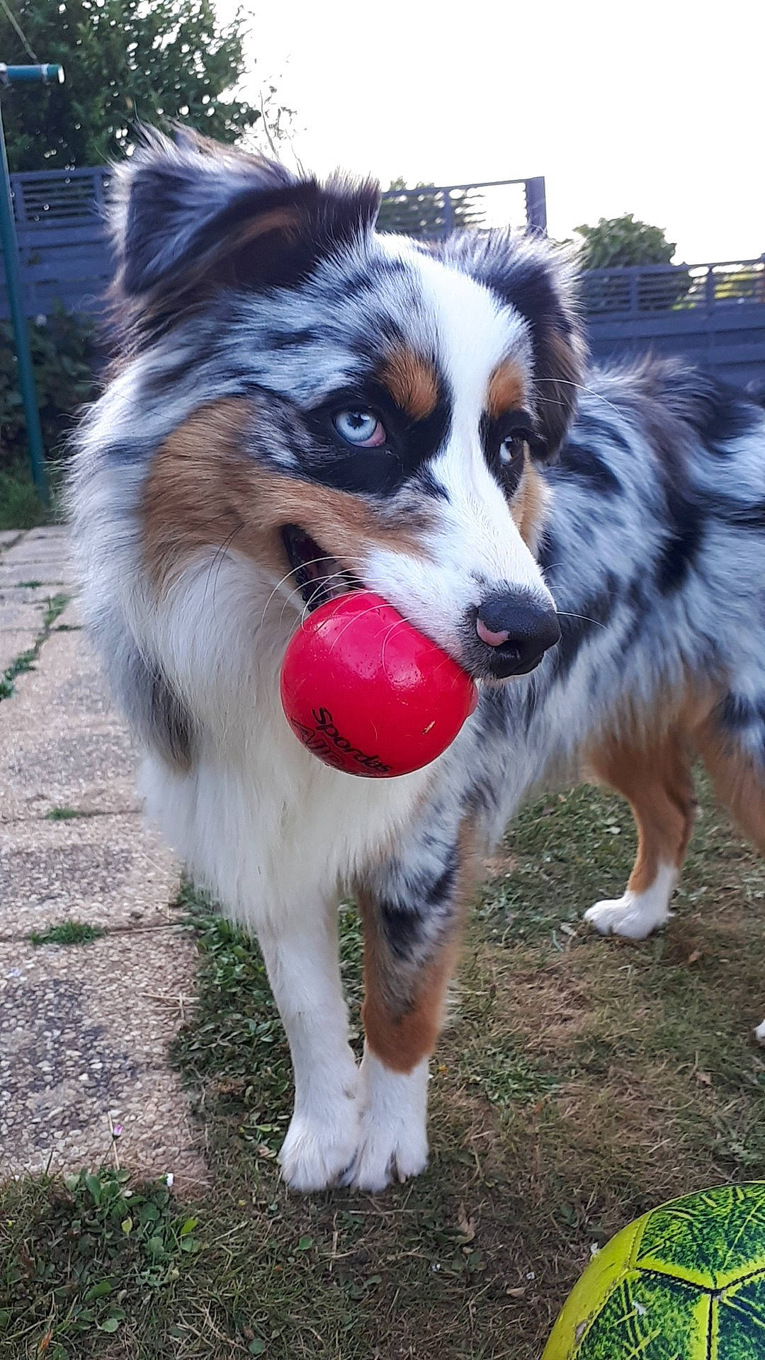 Cersey a rejoint le concours — aidez-le/la à gagner de superbes lots ! australian_collie, australian_shepherd, border_collie, canidae, carnivore, companion_dog, dog, dog_breed, fur, grass, herding_dog, miniature_australian_shepherd, plant, sky, snout, sporting_group, tree, whiskers, working_animal, working_dog